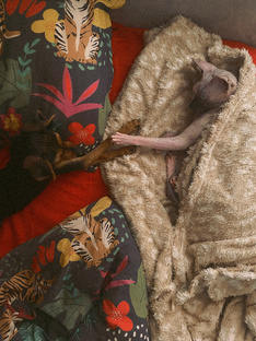 •хвостатые•🐾