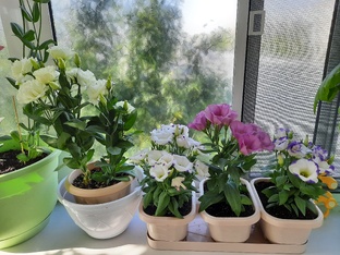 Мои эустомы