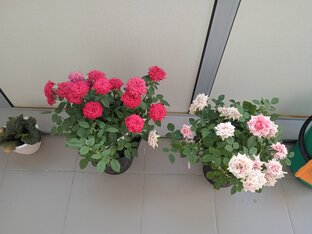 Огород на балконе
