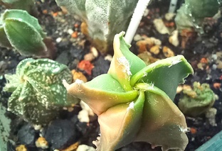 КАКТУСЫ И СУККУЛЕНТЫ