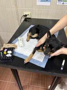 Собаку подкинули к двери ветеринарной клиники НИКА 