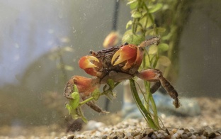 Мой аквариум