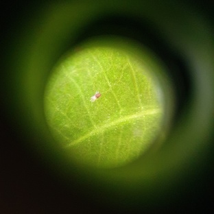 Зелёный уход