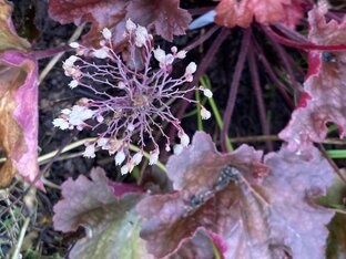 Цветочные хроники