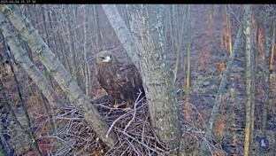 Большой подорлик