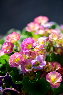 Цветочные зарисовки