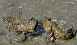 Необычные животные