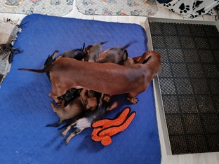 Дневники Мантры в декрете. 