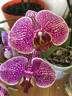 Комнатные растения 