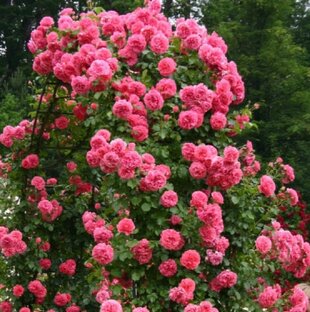 Каталог роз Весна 2024