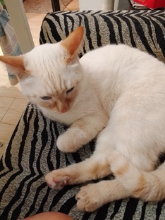 я сердит на хозяйку