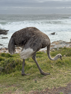 Африка: 🇿🇦ЮАР & Водопад Виктория