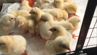 Инкубация🐣🐣🐣🐥