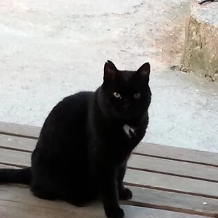 Светлан Туголобов