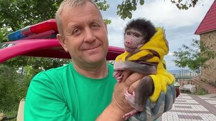 Гамадрил Люся
