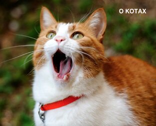 Коты