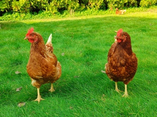 Деревенская жизнь