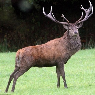 Изюбрь: тайны жизни самого крупного оленя Евразии