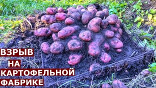 Урожайные сорта картофеля