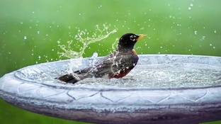 Все как у людей