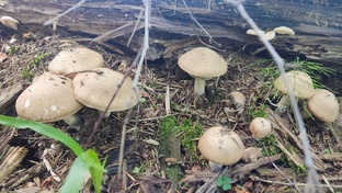 В лес по грибы