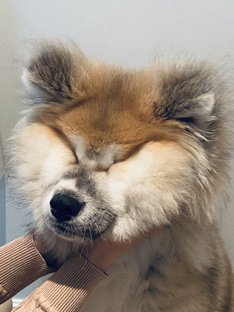 Мой питомец