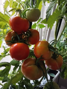 Огород на лоджии