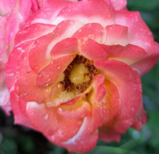 Садовые растения