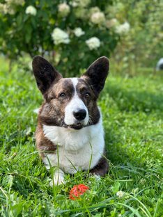 Мир животных.