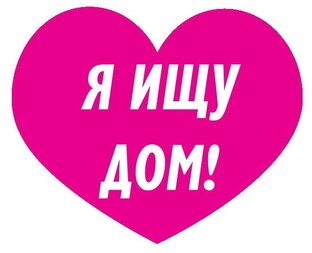 Собаки ищут дом
