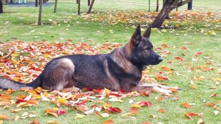 Хроники Грея: из жизни немецкой овчарки