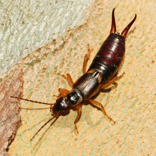 Двухвостка: тайны крошечного насекомого с двумя хвостами