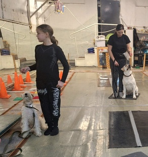 Воспитание и дрессировка собак