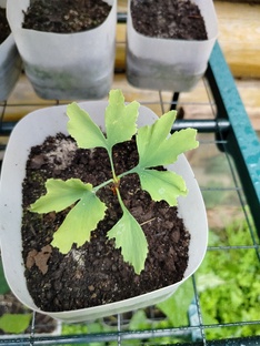 Мои растения.