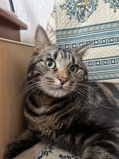 Бася в теме