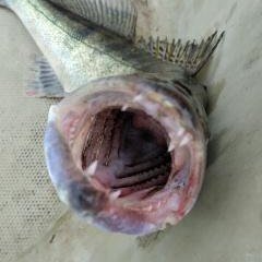 Рыбалка и Отдых.