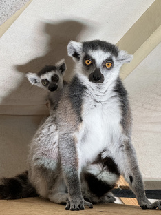 Лемур Катта