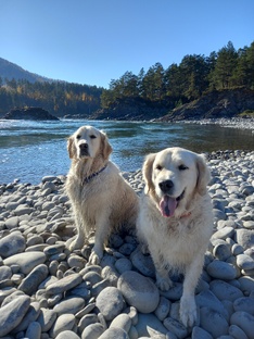Золотистые ретриверы Спартак и Виспа 