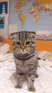 Лес и животные