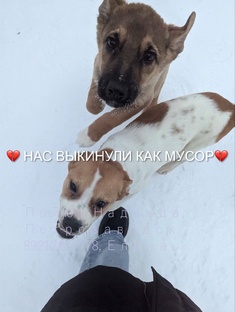 2 щенка с трассы