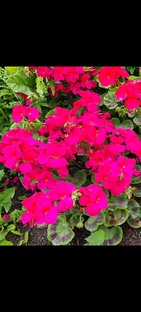 Растения и путешествия