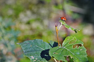 рифмоплетство