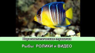 Рыбы