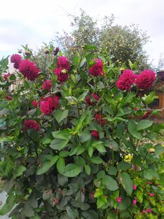 Дачка на прокачку