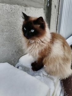 Мои младшенькие😻🐕