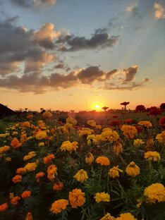 Вот моя деревня