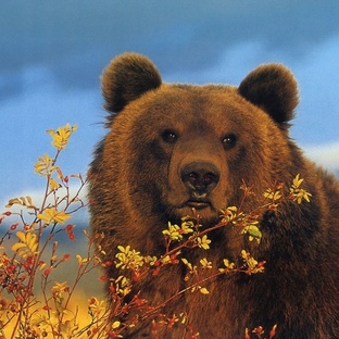 Гризли: сила, интеллект и выживание в дикой природе