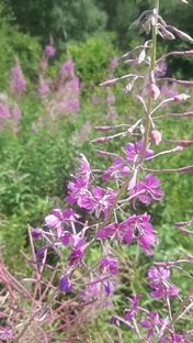 Иван-чай: Вкус древних традиций и ключ к здоровью