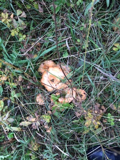 Путешествия и прогулки