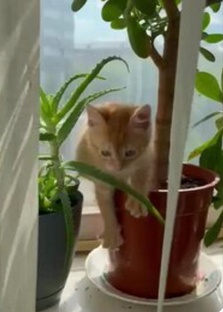 Персик-любитель цветов.